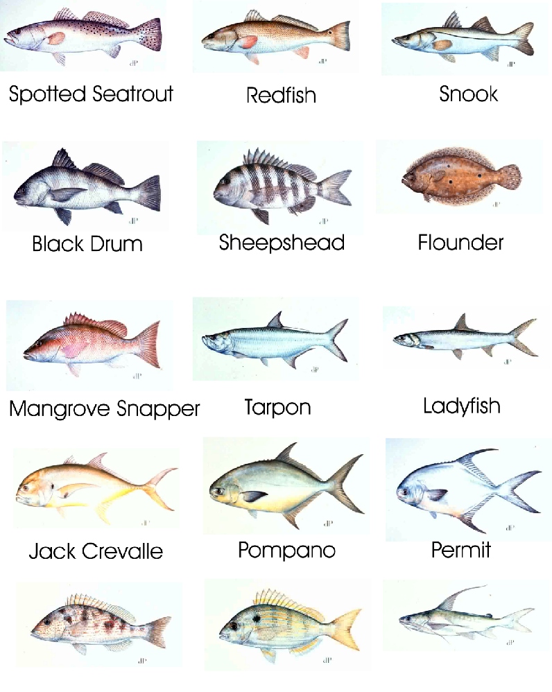 fish-identification-saltwater-fish-identification-chart-2017-fish